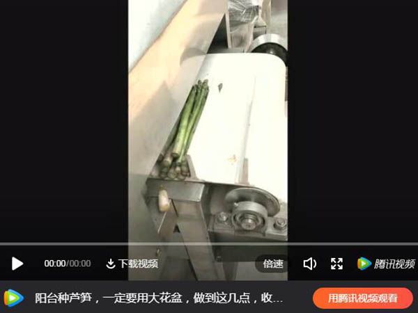 芦笋切根机